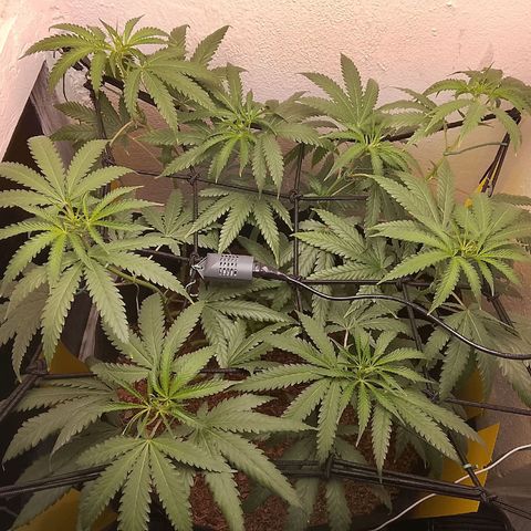 Botafumeiros growlog photo: indo bem