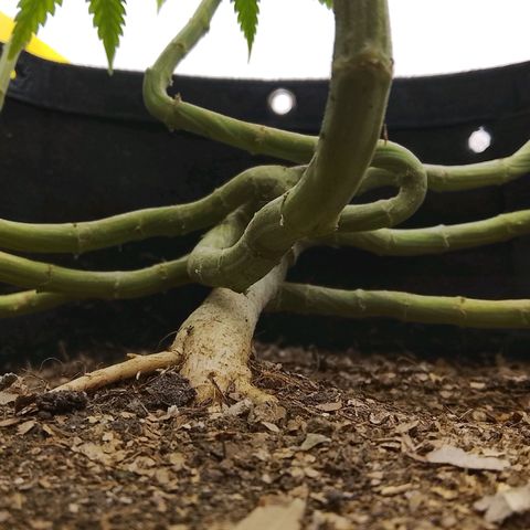 Botafumeiros growlog photo: indo bem