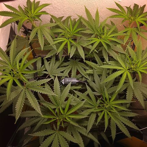 Botafumeiros growlog photo: esta indo bem aparentemente...