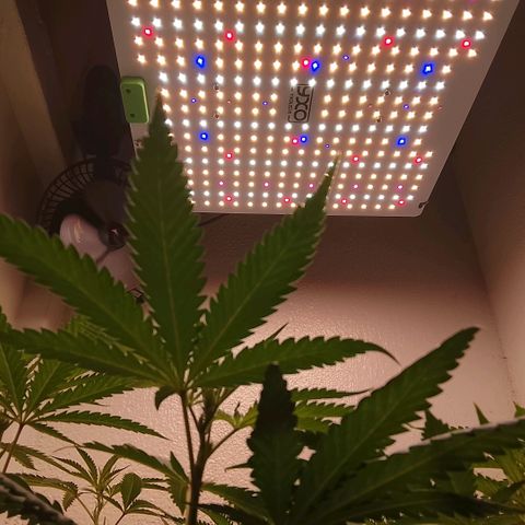Botafumeiros growlog photo: esta indo bem aparentemente...