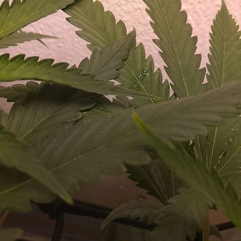 Botafumeiros growlog photo: esta indo bem aparentemente...