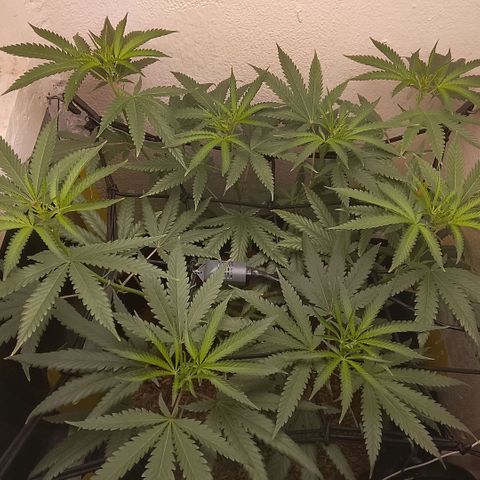 Botafumeiros growlog photo: esta indo bem aparentemente...