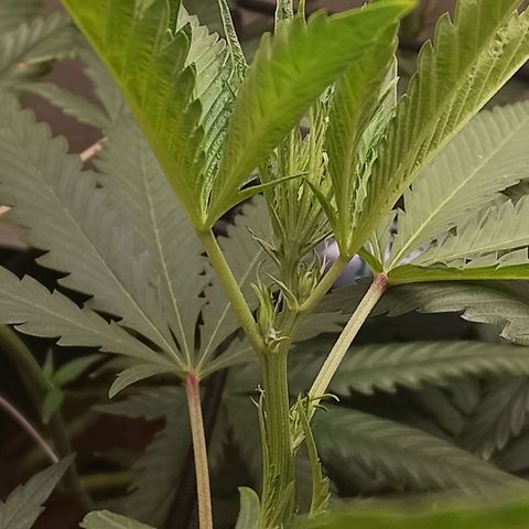 Botafumeiros growlog photo: pistilo à fole...