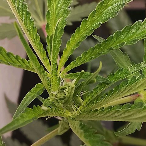 Botafumeiros growlog photo: pistilo à fole...