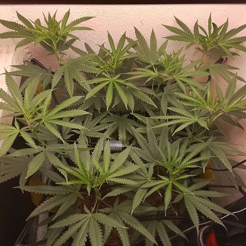 Botafumeiros growlog photo: pistilo à fole...