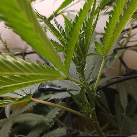 Botafumeiros growlog photo: pistilo à fole...