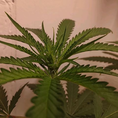 Botafumeiros growlog photo: esta indo bem, 