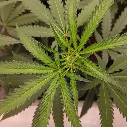 Botafumeiros growlog photo: esta indo bem, 