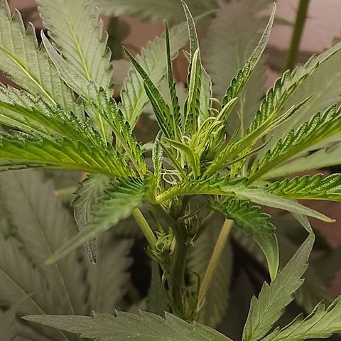 Botafumeiros growlog photo: esta indo bem, 