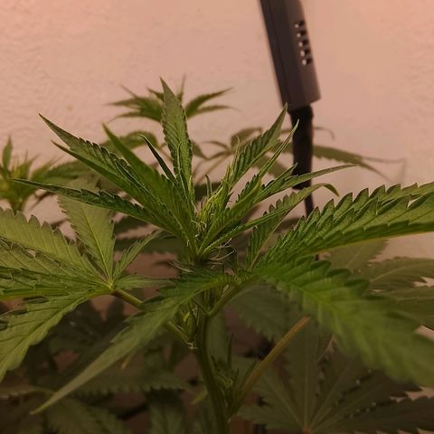 Botafumeiros growlog photo: esta indo bem, 