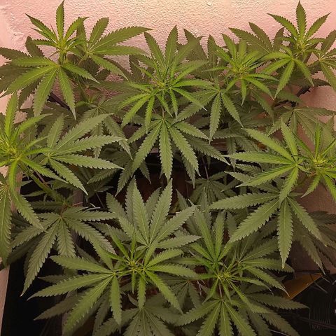 Botafumeiros growlog photo: esta indo bem, 