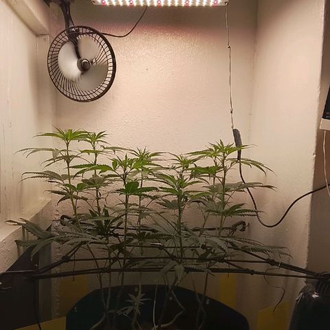 Botafumeiros growlog timeline photo