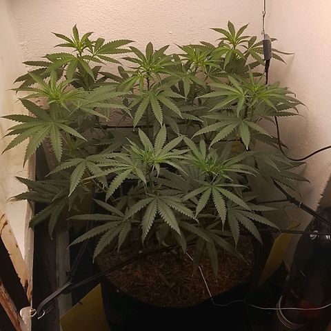 Botafumeiros growlog timeline photo