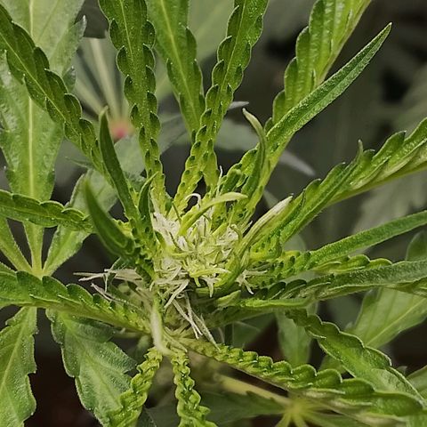 Botafumeiros growlog photo: esticando cerca de 3cm à 5cm por dia.