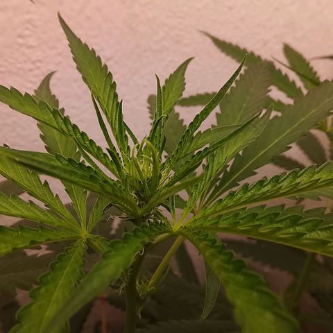 Botafumeiros growlog photo: esticando cerca de 3cm à 5cm por dia.