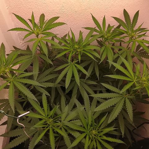 Botafumeiros growlog photo: esticando cerca de 3cm à 5cm por dia.