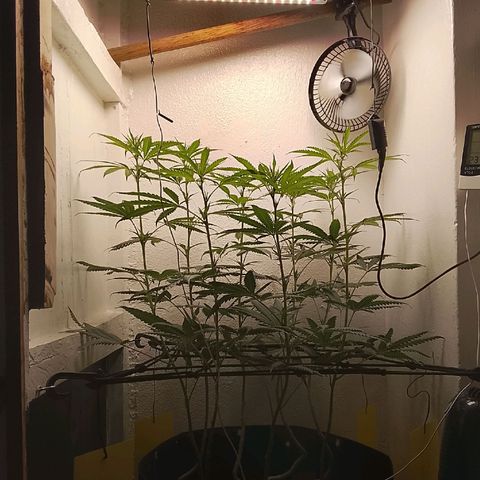 Botafumeiros growlog timeline photo