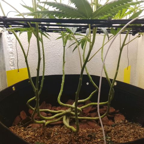 Botafumeiros growlog photo: peguena limpeza de canela