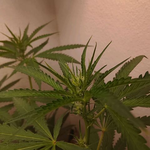 Botafumeiros growlog timeline photo