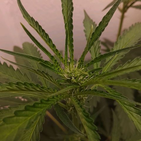 Botafumeiros growlog timeline photo