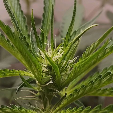 Botafumeiros growlog photo: os top buds estao começando a ficar um pouco mais bonitos aparentemente...