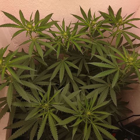 Botafumeiros growlog photo: os top buds estao começando a ficar um pouco mais bonitos aparentemente...