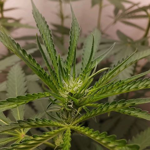 Botafumeiros growlog photo: os top buds estao começando a ficar um pouco mais bonitos aparentemente...
