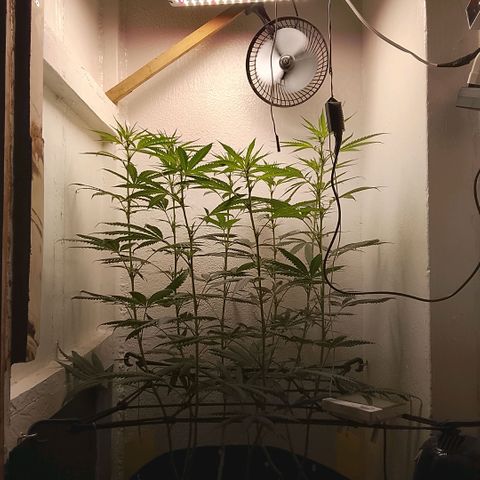 Botafumeiros growlog photo: Top-Buds muito semelhantes e pipocas tricomando.