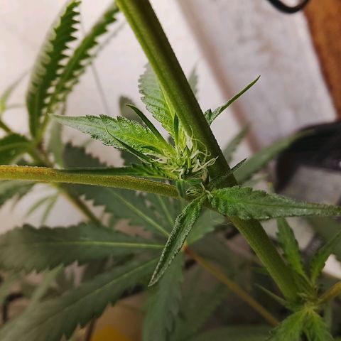 Botafumeiros growlog photo: Top-Buds muito semelhantes e pipocas tricomando.