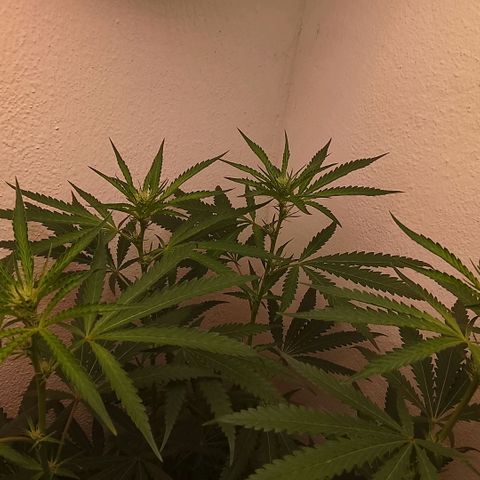 Botafumeiros growlog photo: Top-Buds muito semelhantes e pipocas tricomando.