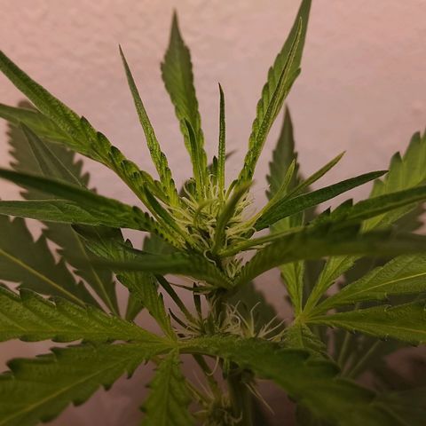 Botafumeiros growlog photo: Top-Buds muito semelhantes e pipocas tricomando.