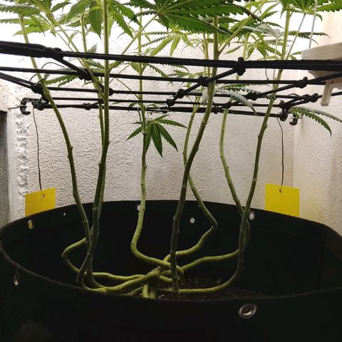 Botafumeiros growlog photo: tricomando os top-buds.