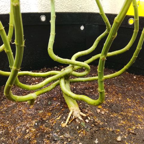 Botafumeiros growlog photo: tricomando os top-buds.