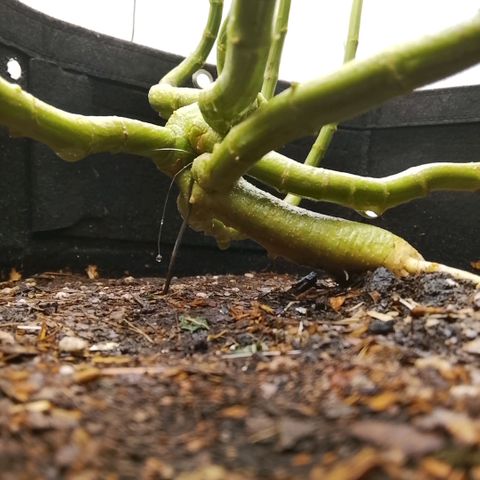 Botafumeiros growlog photo: tricomando os top-buds.