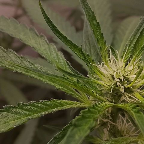 Botafumeiros growlog photo: tricomando os top-buds.