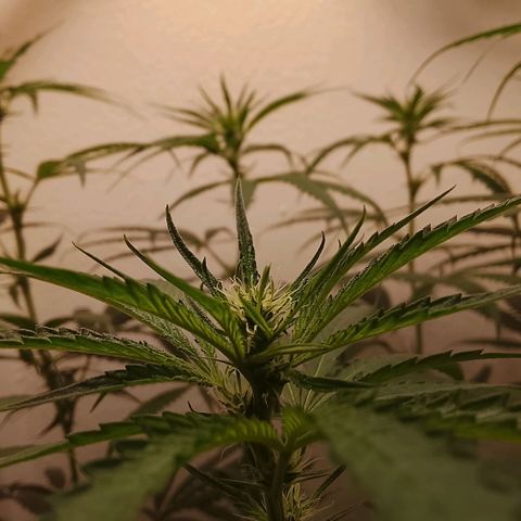 Botafumeiros growlog photo: tricomando os top-buds.