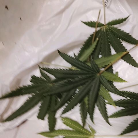 Botafumeiros growlog photo: tricomando os top-buds.