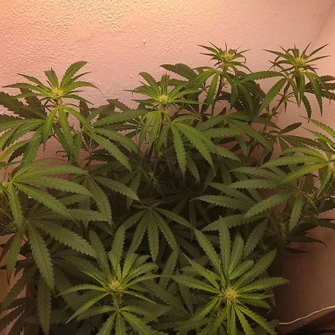 Botafumeiros growlog photo: tricomando os top-buds.