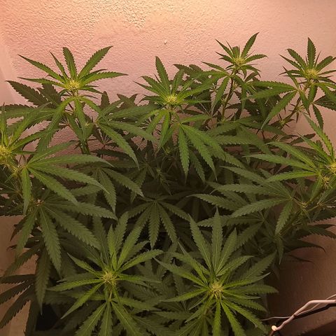 Botafumeiros growlog photo: tricomando os top-buds.