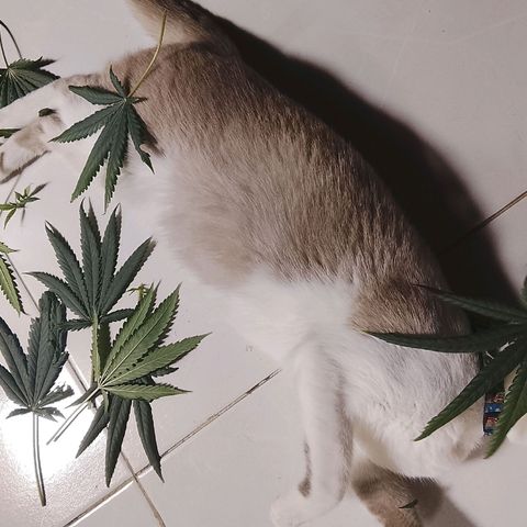 Botafumeiros growlog photo: abri mais espaço na parte interna, tava muito fechado de folhas.