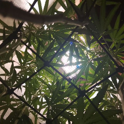 Botafumeiros growlog photo: abri mais espaço na parte interna, tava muito fechado de folhas.