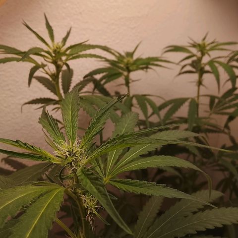 Botafumeiros growlog photo: abri mais espaço na parte interna, tava muito fechado de folhas.