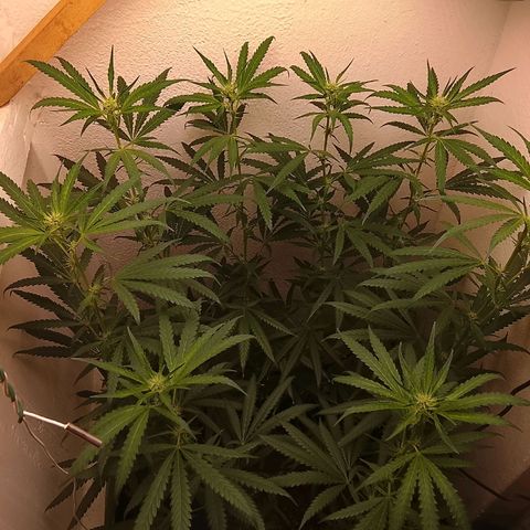 Botafumeiros growlog timeline photo