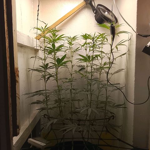 Botafumeiros growlog timeline photo