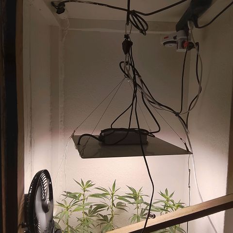 Botafumeiros growlog timeline photo