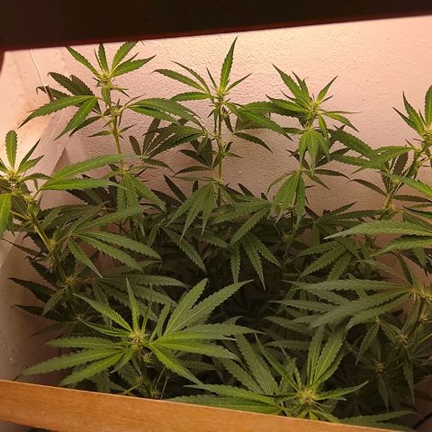 Botafumeiros growlog timeline photo