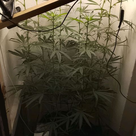 Botafumeiros growlog timeline photo