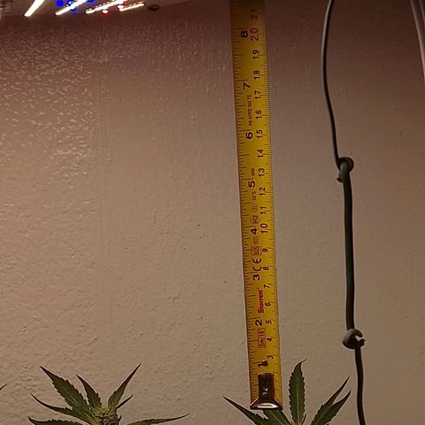 Botafumeiros growlog timeline photo