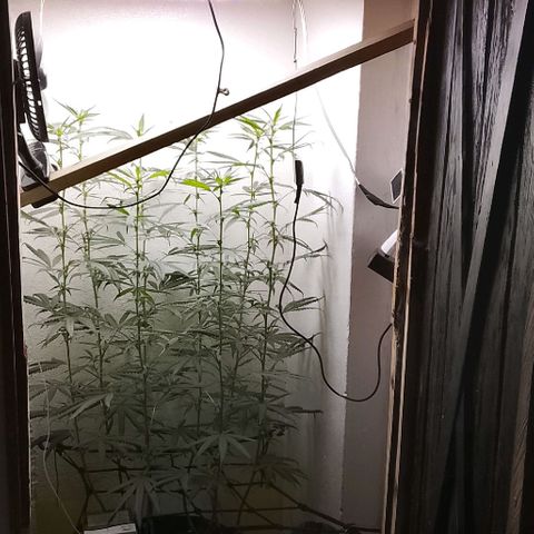 Botafumeiros growlog timeline photo