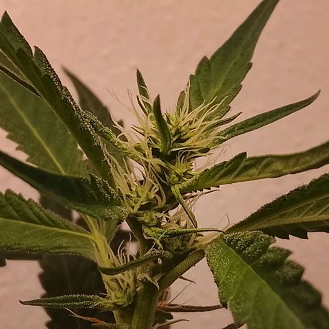 Botafumeiros growlog timeline photo